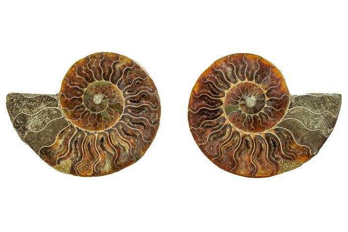 Cut & Polished, Agatized Ammonite Fossil - Madagascar #191608